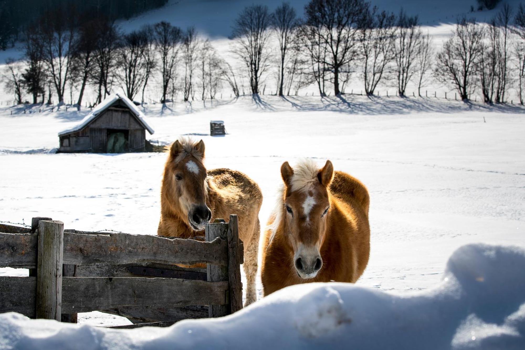 Naturpark Chalets Lambrecht By Alps Resorts Sankt Lambrecht Eksteriør bilde
